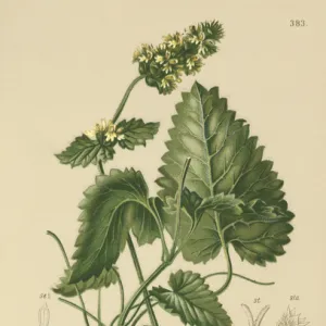 Yellow Betony (Betonica Alopecurus, Stachys alopecuros) (colour litho)