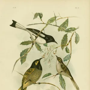 Honeyeaters Collection: Regent Honeyeater