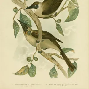 Honeyeaters Collection: Little Friarbird