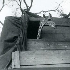 A young giraffe arriving at London Zoo, May 1923 (b / w photo)