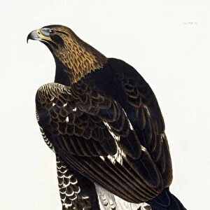 A Young Golden Eagle, 1841 (hand-coloured engraved plate)