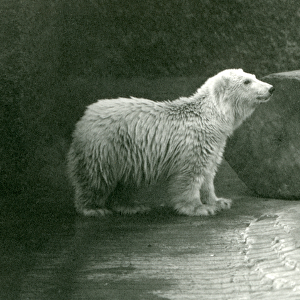 A young Polar Bear at London Zoo in November 1924 (b / w photo)