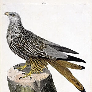 Zoological chart (ornithology): male Milan (royal or milvus milvus)
