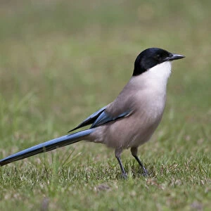 Azure-winged Magpie perched in meadow, Cyanopica cyanus, Portugal
