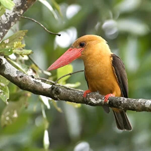 Kingfishers Collection: Brown Winged Kingfisher
