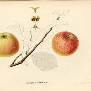 Carmeliter Reinette Swiss apple variety Signed