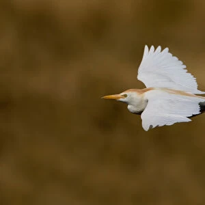 Cattle Egret adult flying, Italy