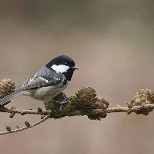 Coal Tit perched on branch Netherlands, Periparus ater