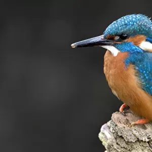 Common Kingfisher perched on branch, Alcedo atthis
