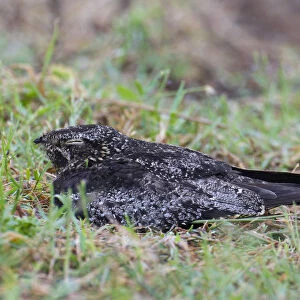 Common Nighthawk at the Azores, Chordeiles minor, Azores, Portugal