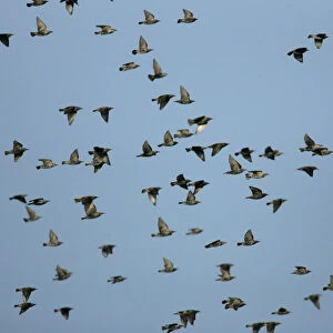Common Starling flock flying, Sturnus vulgaris