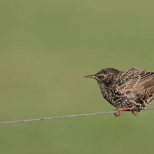 Common Starling perched on a wire, Sturnus vulgaris