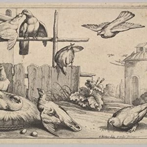Eight doves 1625-77 Etching first state two