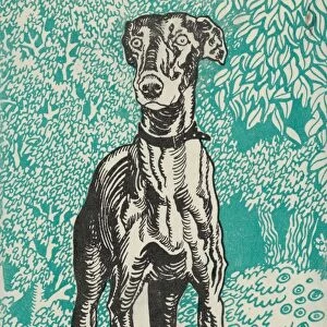 Drawings Prints, Print, Greyhound, Artist, Publisher, Moriz Jung, Wiener Werkstatte