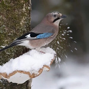 Eurasian jay on branch in the snow, The Netherlands