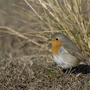 European Robin adult standing on ground, Erithacus rubecula