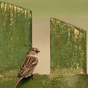 Female House Sparrow on a wooden fence, Passer domesticus, Netherlands