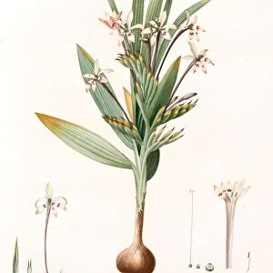 Gladiolus tubiflorus, Glayeul tubiflore, Redoute, Pierre Joseph, 1759-1840, les liliacees