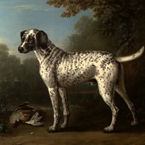 A Grey Spotted Hound Signed, lower right: J. Wootton [pinx?], John Wootton