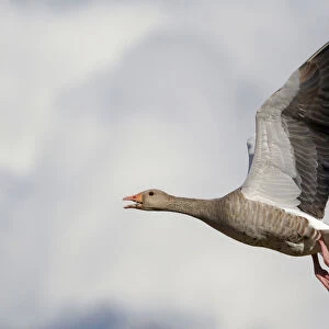 Greylag Goose, Finland, Anser anser
