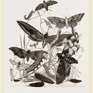 Group of Hawk-Moths Caterpillars and Pupae