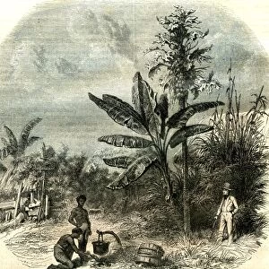 Guadeloupe, France, 1851