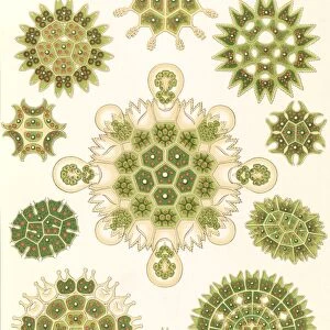 Illustration shows algae in the genus Pediastrum. Melethallia. - Gesellige Algetten