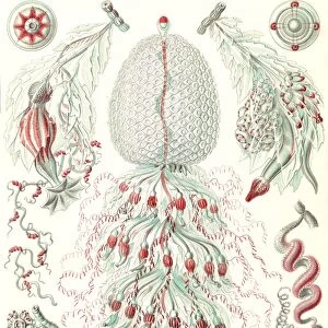 Illustration shows marine invertebrates. Siphonophorae. - Staatsquallen, 1 print