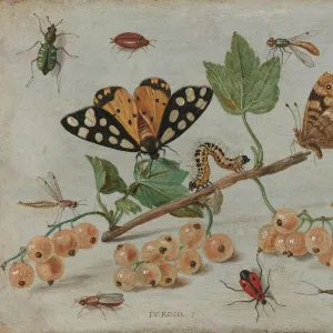 Flies Collection: Currant Fruit Fly