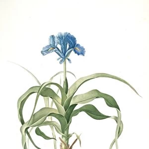 Iris scorpiodes, Iris alata; Iris Scorpion, Redoute, Pierre Joseph, 1759-1840, les