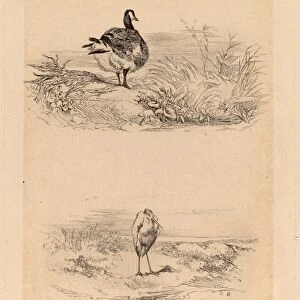 Karl Bodmer, Oie, Heron, Swiss, 1809 - 1893, etching