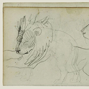 Lion Studies Theodore Gericault French 1791