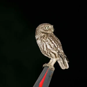 Little Owl perched during night, Athene noctua