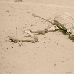 Locust plague camel carcass stripped locusts
