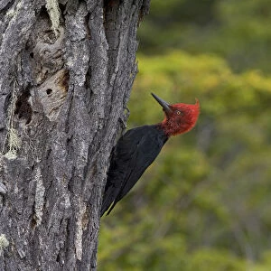Magellanic Woodpecker male perched against a tree, Campephilus magellanicus