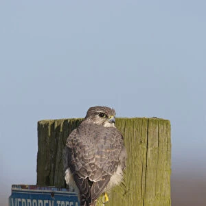Merlin (Falco columbarius), Falco columbarius, Netherlands