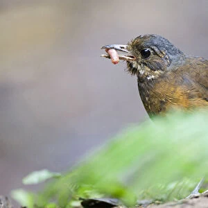 Passerines Collection: Antpittas And Antthrushes