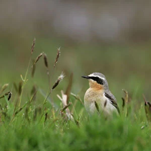 Northern Wheatear female perched, Oenanthe oenanthe