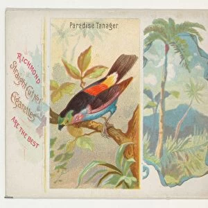 Paradise Tanager Birds Tropics series N38 Allen & Ginter Cigarettes