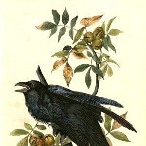 Raven. Old Male. (Thick-Shell bark Hickory). Audubon, John James, 1785-1851