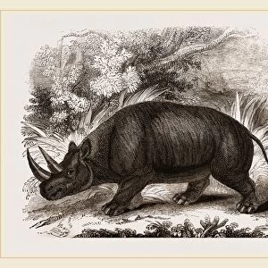 Rhinocercs Keitloa