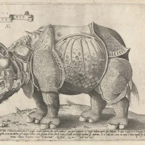 The Rhinoceros, Enea Vico, Albrecht Durer, 1533 - 1567