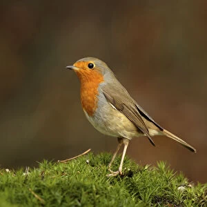 robin sitting on moss in the sun, Netherlands