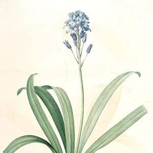 Scilla campanulata, Scille a fleurs en cloche, Bluebell, Redoute, Pierre Joseph