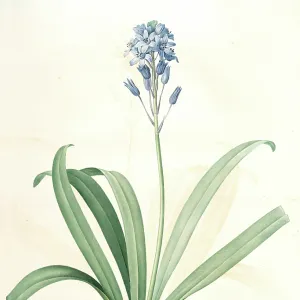 Scilla campanulata, Scille a fleurs en cloche, Bluebell, Redoute, Pierre Joseph