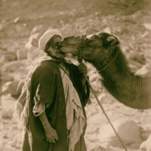 Sinai Red Sea Tor Wady Hebran Camel love Bedouin