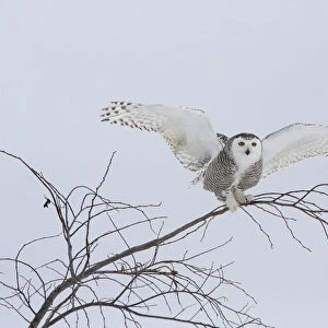 Snowy Owl landing in tree, Bubo scandiacus