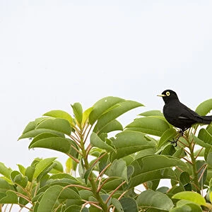 Spectacled Tyrant (Hymenops perspicillatus) perched on a bush in Costanera del sur, Buenos Aires