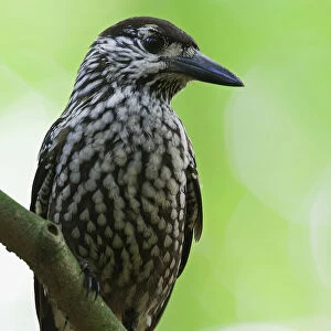 Spotted Nutcracker perched in tree Netherlands, Nucifraga caryocatactes