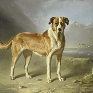 A St Bernard Dog Saint Bernard dog standing landscape